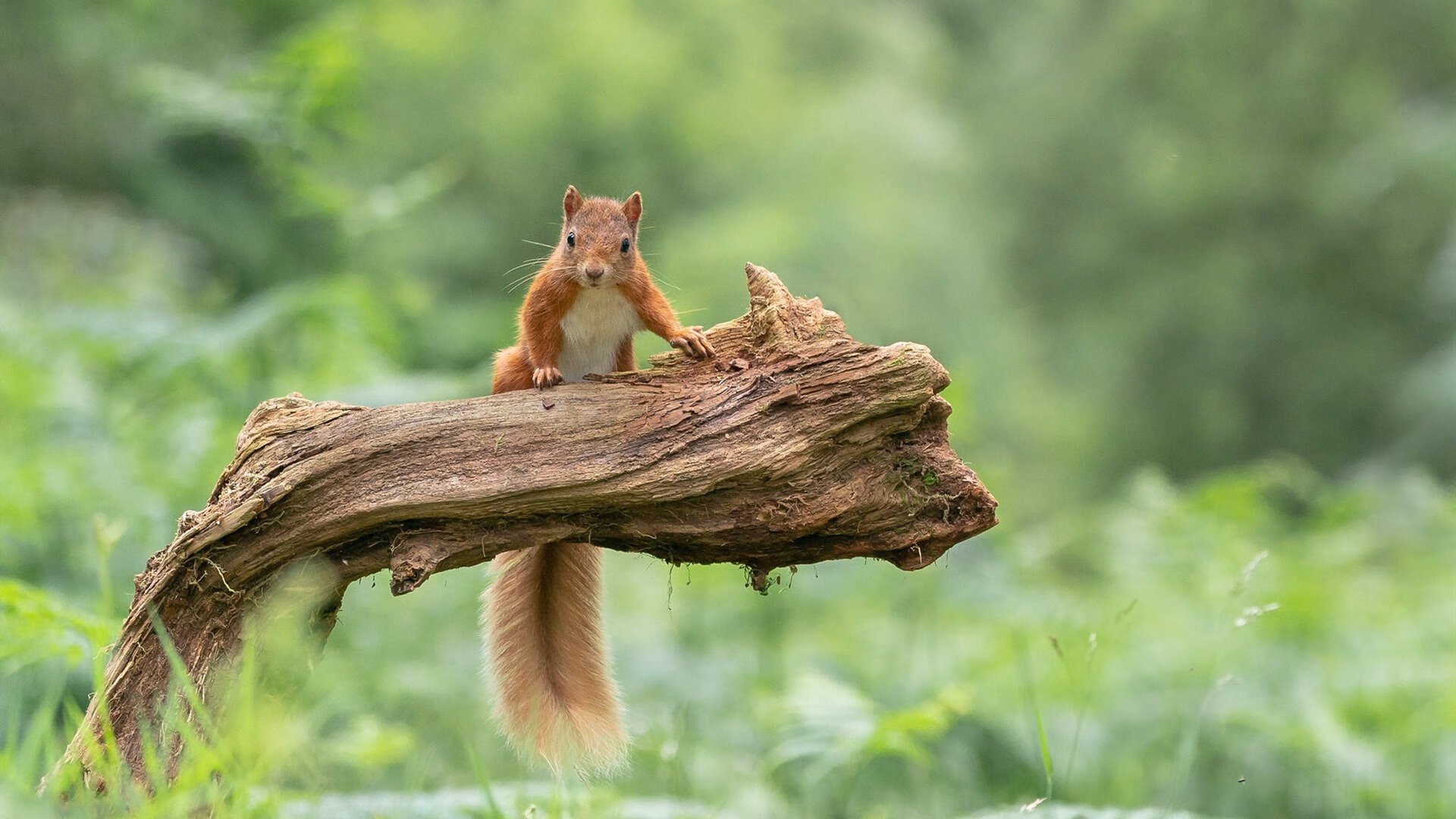 威廉姆斯惊天逆袭，红牛王朝的裂痕与皮亚斯特里的新星宣言