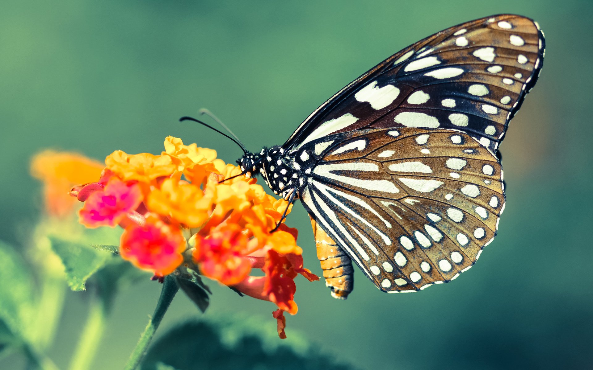 独行侠战术锁辽篮，莫兰德无愧大场面先生