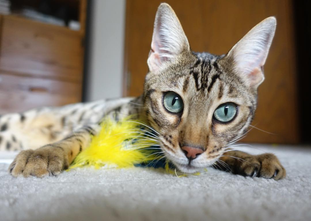 当佩德里戴帽雷恩制霸,跨界烽烟中的统治力美学