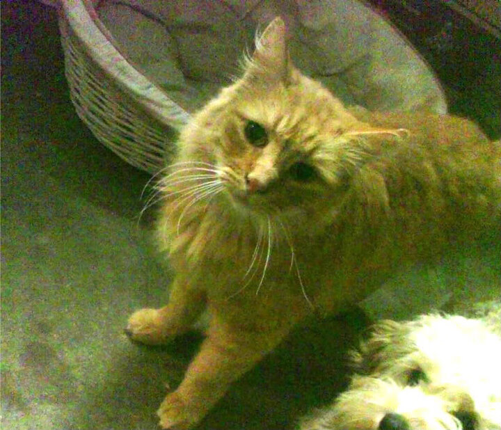 爱游戏体育-尼斯之蓝，当若日尼奥的理智之舞，遇见阿根廷的探戈狂想