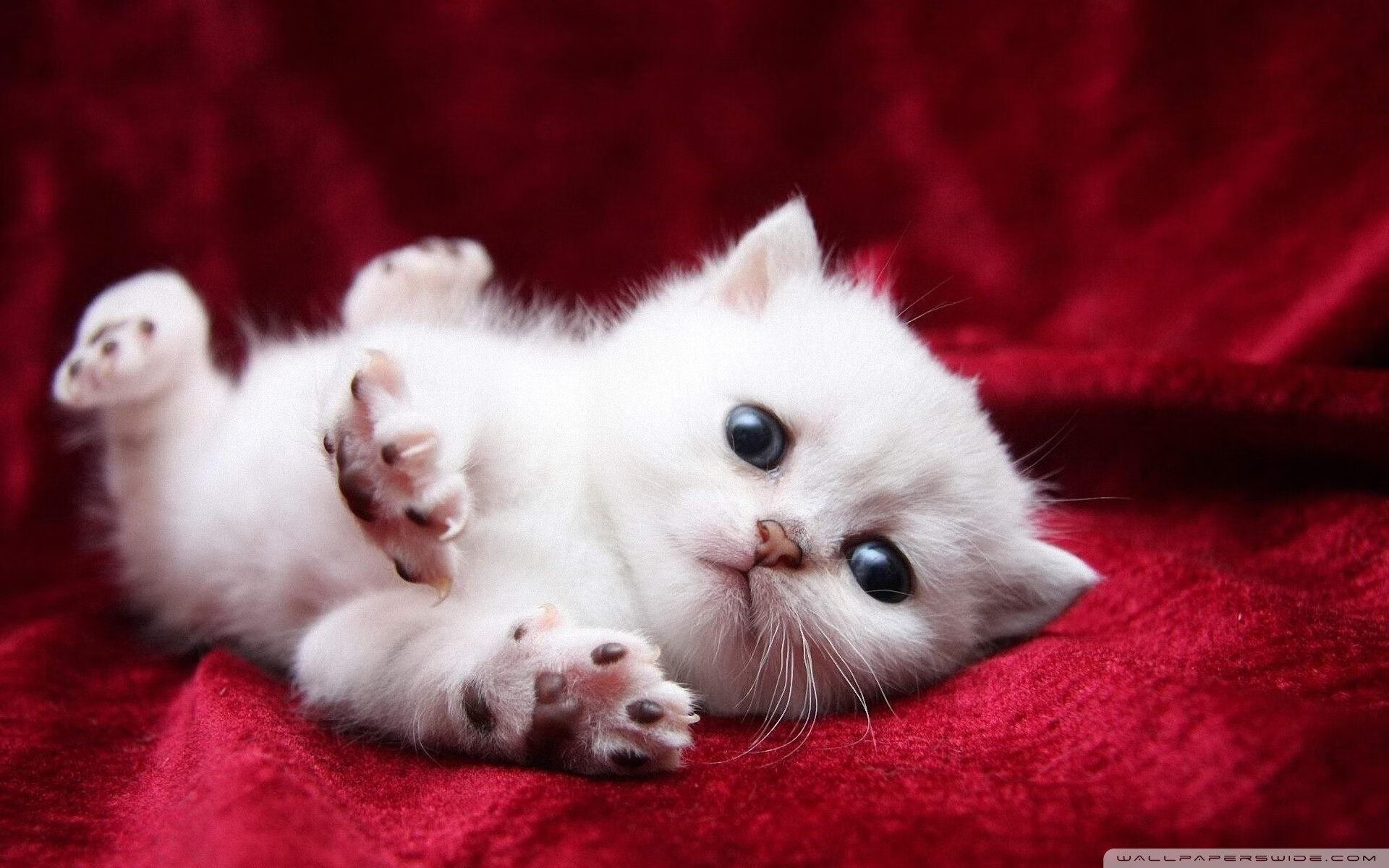 爱游戏-数学击败不了的诗，当文班亚马的满分评分遇见广东队的末节灵魂