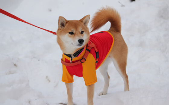 平行宇宙的篮球革命，当广东队封锁马刺，范弗利特成为历史重写者