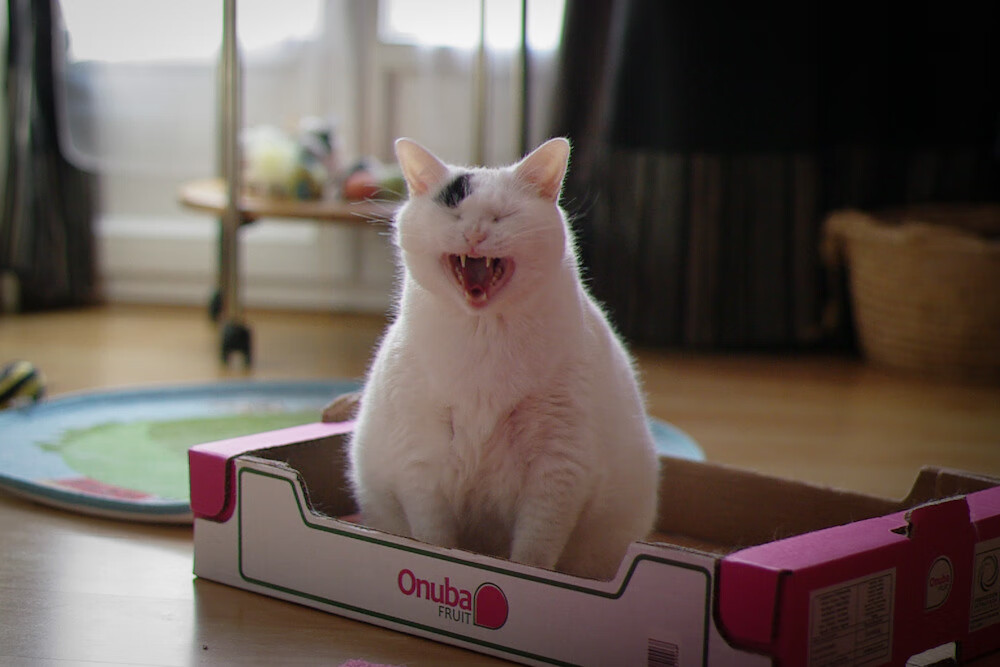 爱游戏大厅-跨越太平洋的爆冷，当萨克拉门托国王力克辽宁男篮，约基奇如何成为关键先生？