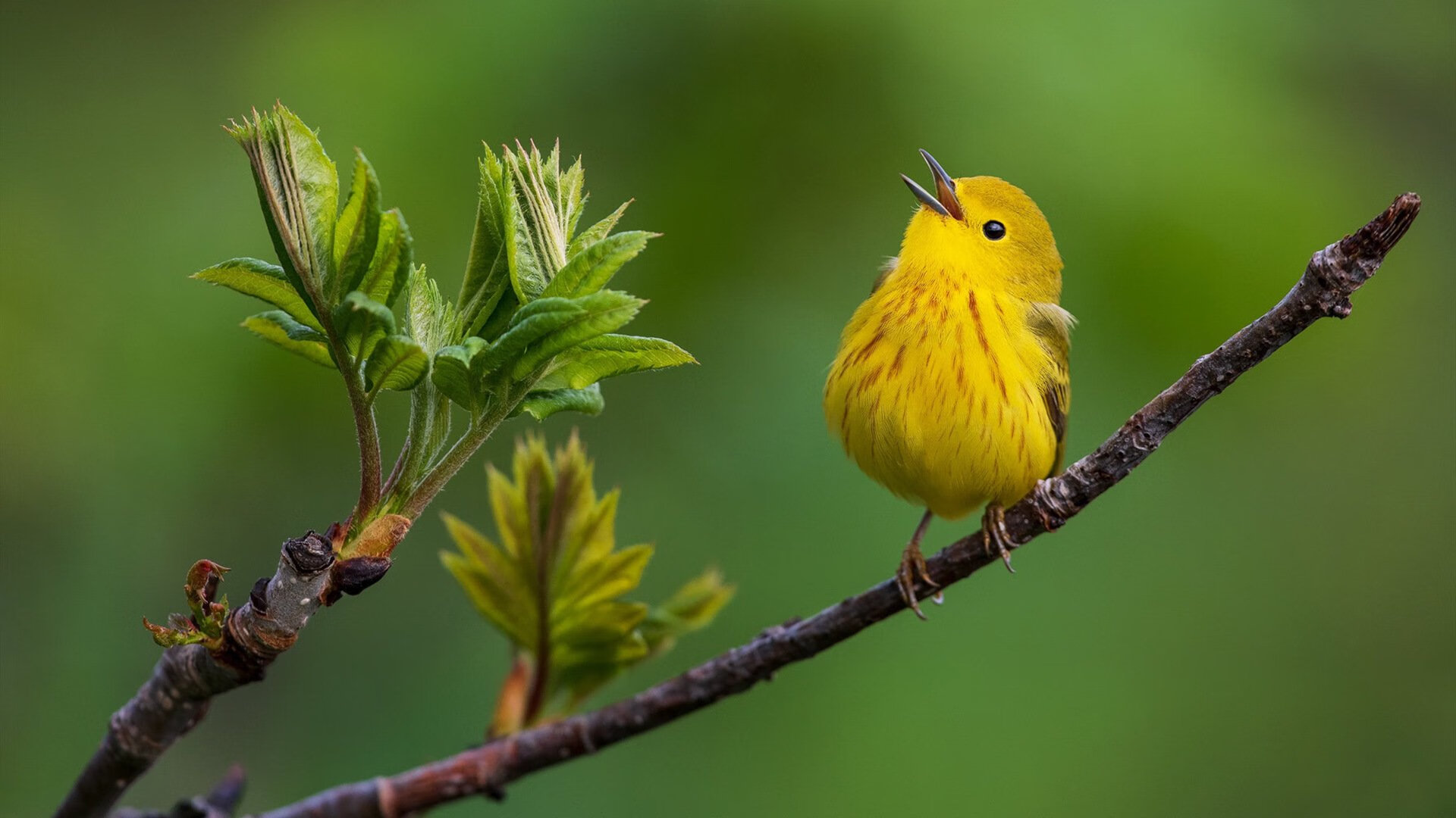 爱游戏娱乐-足球的双面叙事，黄色潜水艇的团队荣光与哈兰德的个人神话