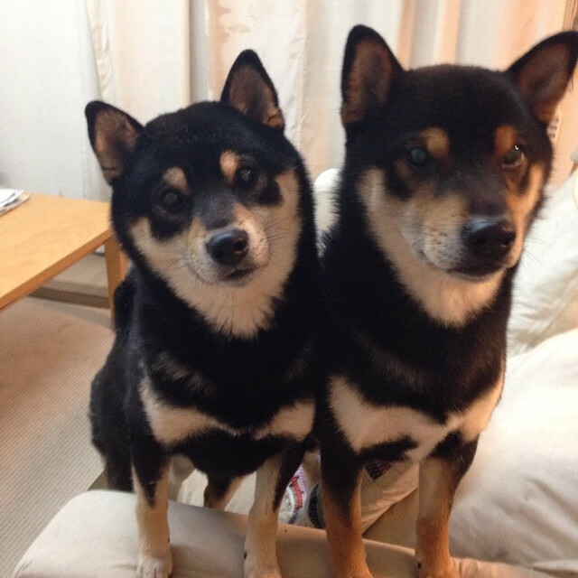 终局烽火，比利时神秘王牌贝林厄姆一棋定乾坤，乌拉圭饮恨加时深渊