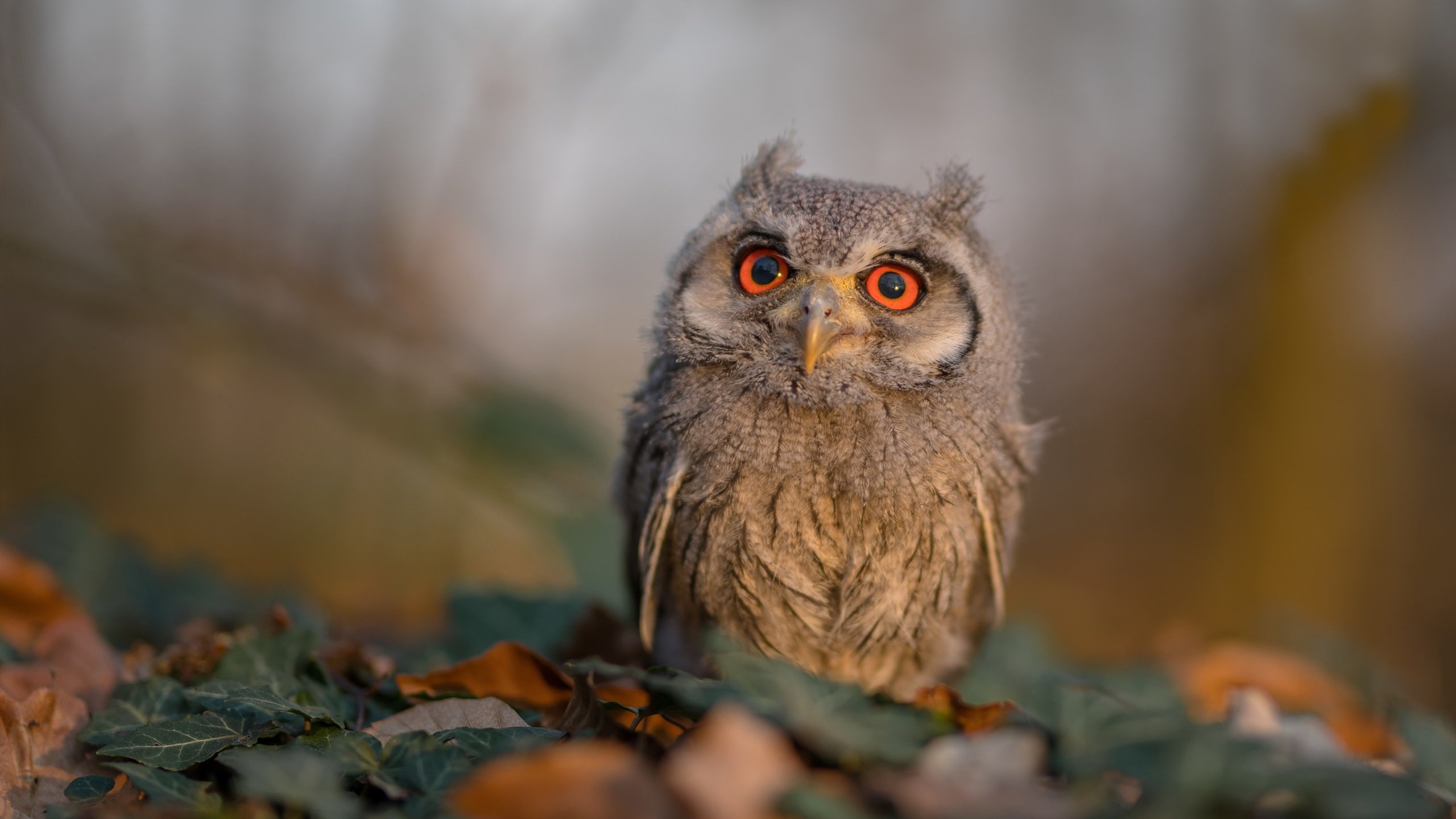 关键时刻，霍勒迪的三重奏，凯尔特人靠防守与智慧锁定胜局